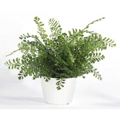 Maiden Hair Fern Foliage Plant in Pot - Image 0