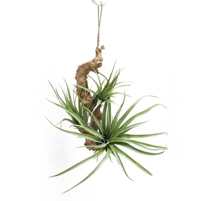 Tillandsia Succulents On Branch Hanging Airplant - Image 0
