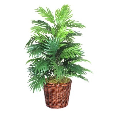 Palm Plant in Basket - Image 0
