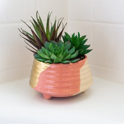 Garden Tone Footed Ceramic Cactus/Agave Succulent in Pot - Image 0