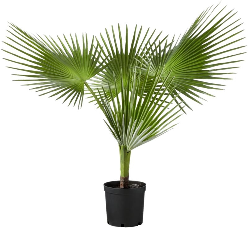 Faux Potted Fan Palm Tree - Image 2