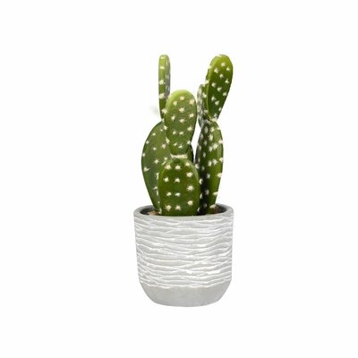 Cactus Succulent in Pot - Image 0