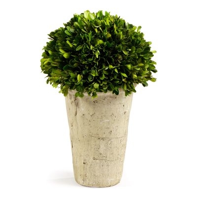 Boxwood Topiary in Planter - Image 0