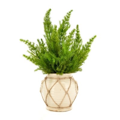 Faux Cedar in Twine-Wrapped Vase - Image 0