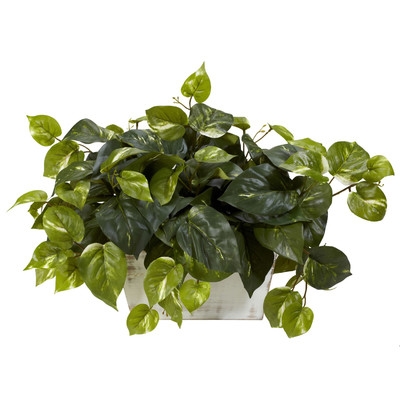 Pothos Desk Top Plant with Planter - Image 0
