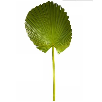 Green Fan Palm Leaf - Image 0