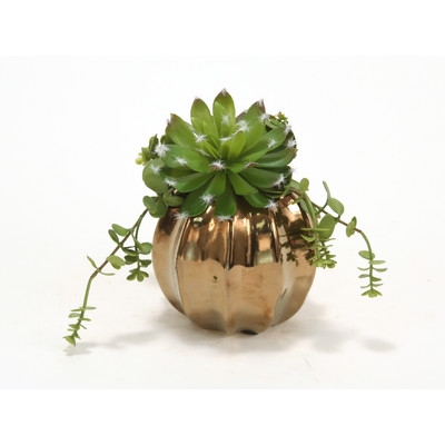 Succulents in Vase (Set of 2) - Image 0