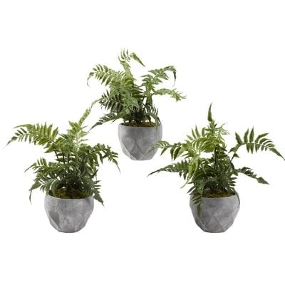 Leather Leaf Fern Plant in Cement Planter - Image 0