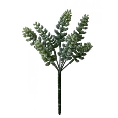 Living Desktop Succulent Plant - Image 0