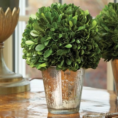 Perserved Greens Ball Topiary in Planter in Planter - Image 0
