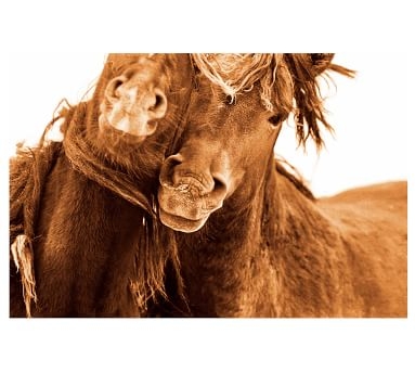 The Wild Horses Of Sable Island Book - Image 4