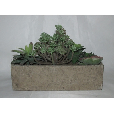 Succulent Plant in Planter - Image 0