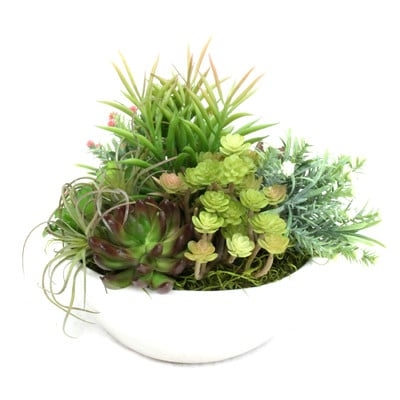Table Top Succulent in Planter - Image 0