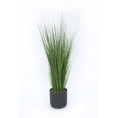 Onion Grass Grass in Pot - Image 0