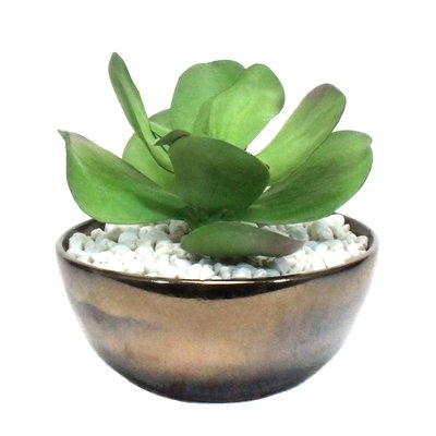 Succulent in Bowl - Image 0