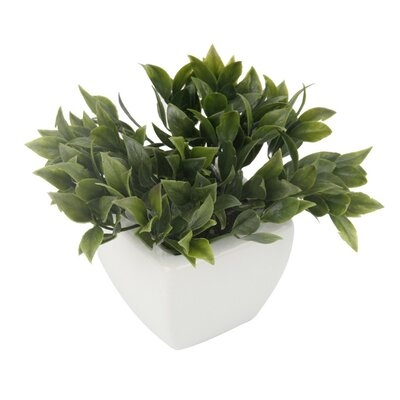 Boxwood Succulent in Pot - Image 0
