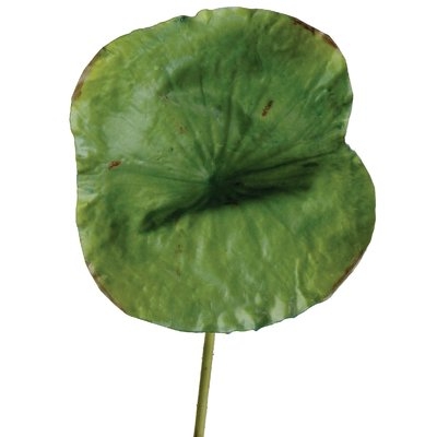 DIY Foliage Artificial Large Lotus Leaf Foliage Plant (Set of 6) - Image 0