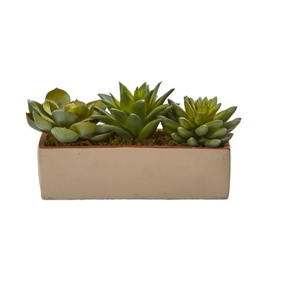 Mixed Pot Desktop Succulent Plant - Image 0