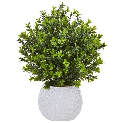 Boxwood Evergreen Floor Boxwood Plant in Decorative Vase - Image 0