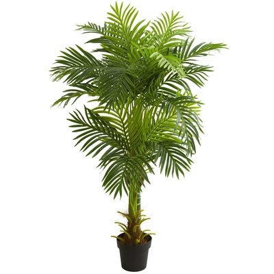 Double Stalk Hawaii Floor Palm Tree in Planter - Image 0
