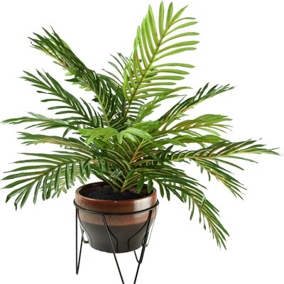 Floor Poenix Palm Plant in Pot - Image 0