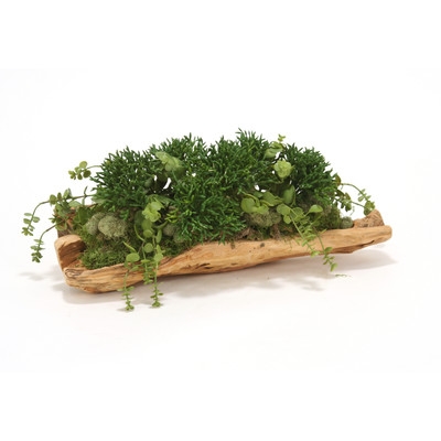 Mixed Succulent Greenery Desk Top Plant in Tray - Image 0