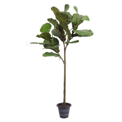 Fiddle Leaf Fig Tree in Planter - Image 0