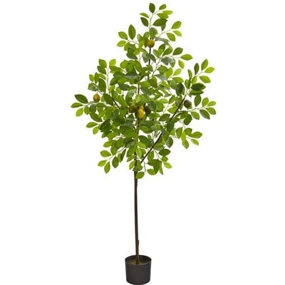 Lemon Tree in Pot Liner - Image 0