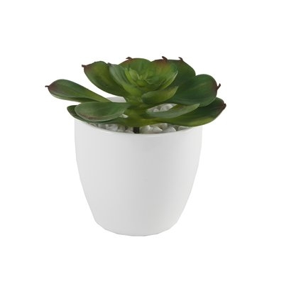 Echeveria Desktop Succulent Plant in Pot - Image 0