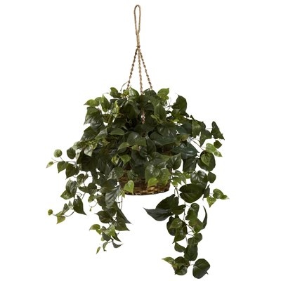 Philo Hanging Plant in Basket - Image 0