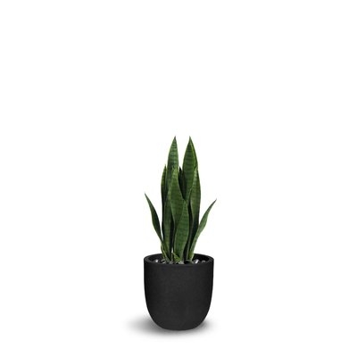 Sanseveria Floor Foliage Plant in Pot - Image 0