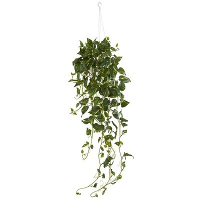 Pothos Ivy Plant in Basket - Image 0