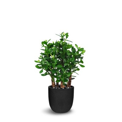 Floor Ficus Plant in Pot - Image 0