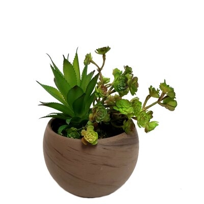 Small Succulent Garden In Astrid Pot - Image 0