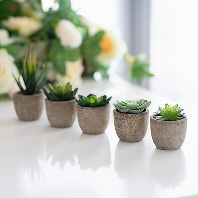 5 Piece Succulent Desktop Shelf Plants In Pot (Set Of 6) - Image 0