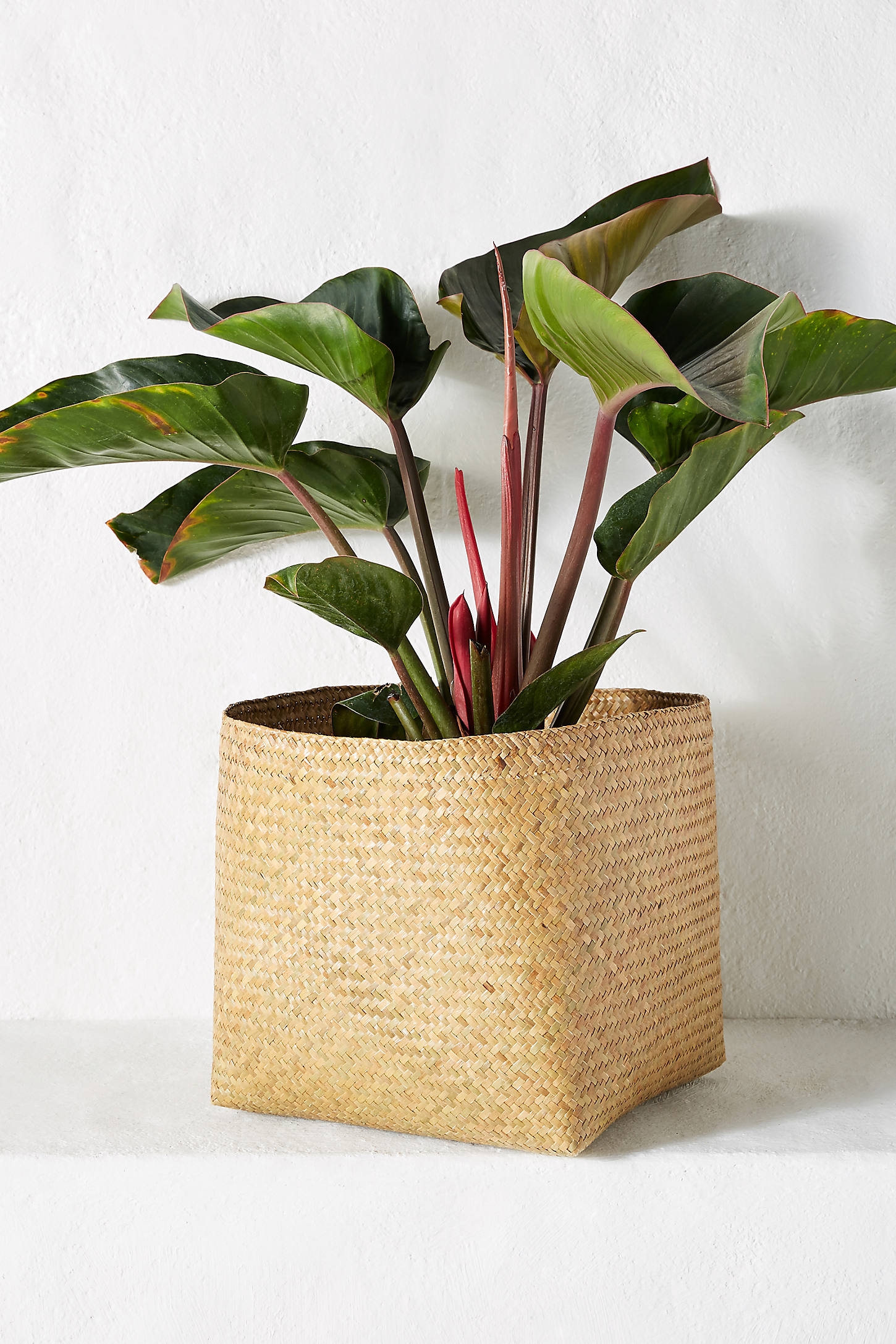 Woven Planter Basket - Image 0