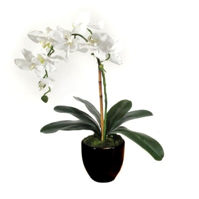 Orchid Centerpiece in Clay Planter - Image 0