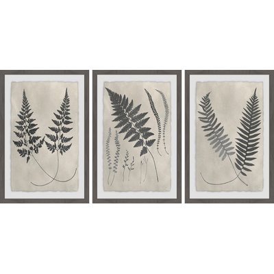 'Vintage Fern Study II Triptych' 3 Piece Framed Graphic Art Print Set - Image 0