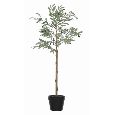Olive Plant in Pot - Image 0