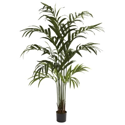 Kentia Palm Tree in Pot - Image 0