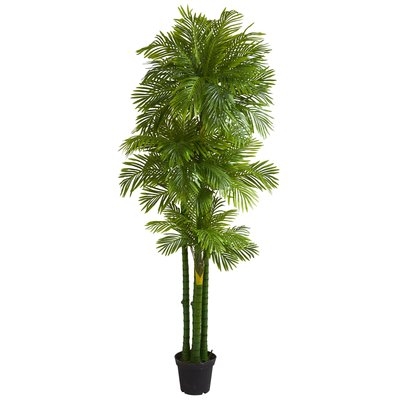 Phoenix Floor Palm Tree in Planter - Image 0