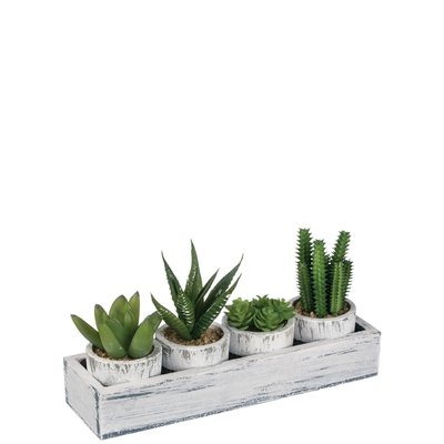 4 Piece Cactus Desktop Plant in Tray Set - Image 0