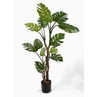 Split Philodendron Tree in Pot - Image 0
