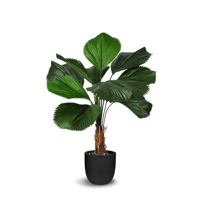 Licuala Grandis Floor Palm Plant in Pot - Image 0