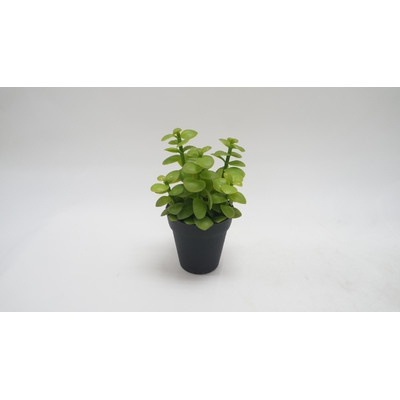 Succulent Faux Plant in Pot (Set of 2) - Image 0