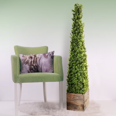 Spring Boxwood Topiary in Planter - Image 0