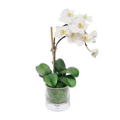 Faux Single Orchid in Glass Vase - Image 0