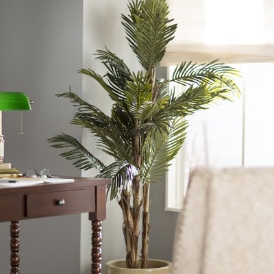 Robellini Palm Tree in Pot, 60" H - Image 0