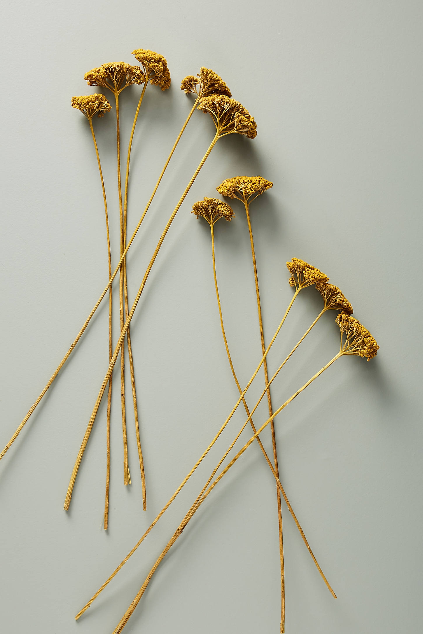 Dried Yarrow Bouquet - Image 0