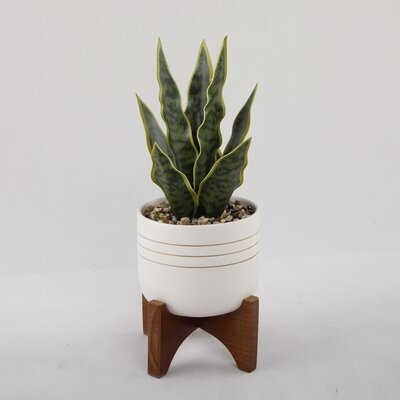 Snake Plant in Pot with Wooden Stand - Image 0